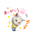 ねこ★ねこ★ねこ④（個別スタンプ：1）