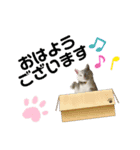 ねこ★ねこ★ねこ④（個別スタンプ：4）