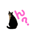 ねこ★ねこ★ねこ④（個別スタンプ：5）
