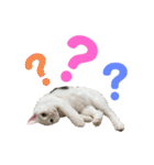 ねこ★ねこ★ねこ④（個別スタンプ：6）