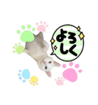 ねこ★ねこ★ねこ④（個別スタンプ：7）