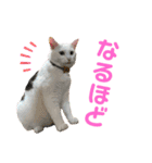 ねこ★ねこ★ねこ④（個別スタンプ：8）