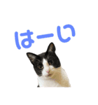 ねこ★ねこ★ねこ④（個別スタンプ：9）