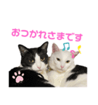 ねこ★ねこ★ねこ④（個別スタンプ：10）