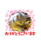 ねこ★ねこ★ねこ④（個別スタンプ：11）