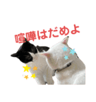 ねこ★ねこ★ねこ④（個別スタンプ：13）