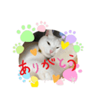 ねこ★ねこ★ねこ④（個別スタンプ：15）