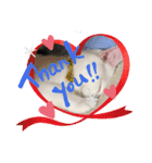 ねこ★ねこ★ねこ④（個別スタンプ：16）