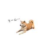 柴犬りょうた⑥（個別スタンプ：3）
