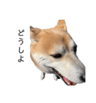 柴犬りょうた⑥（個別スタンプ：8）