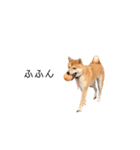 柴犬りょうた⑥（個別スタンプ：10）