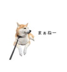 柴犬りょうた⑥（個別スタンプ：11）