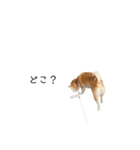 柴犬りょうた⑥（個別スタンプ：13）