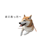 柴犬りょうた⑥（個別スタンプ：14）