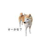 柴犬りょうた⑥（個別スタンプ：16）