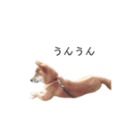 柴犬りょうた⑥（個別スタンプ：17）