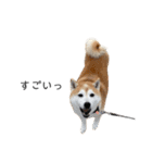 柴犬りょうた⑥（個別スタンプ：18）