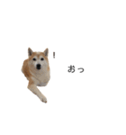 柴犬りょうた⑥（個別スタンプ：19）