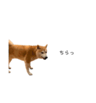 柴犬りょうた⑥（個別スタンプ：20）
