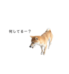 柴犬りょうた⑥（個別スタンプ：21）