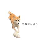 柴犬りょうた⑥（個別スタンプ：24）