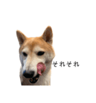 柴犬りょうた⑥（個別スタンプ：29）
