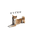 柴犬りょうた⑥（個別スタンプ：30）