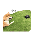 柴犬りょうた⑥（個別スタンプ：32）