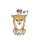 うちの柴犬パラダイス（個別スタンプ：4）