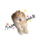 うさぎのてとまる。3（個別スタンプ：1）