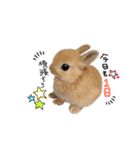 うさぎのてとまる。3（個別スタンプ：4）