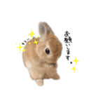 うさぎのてとまる。3（個別スタンプ：6）