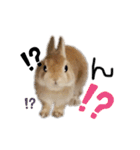 うさぎのてとまる。3（個別スタンプ：7）