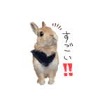 うさぎのてとまる。3（個別スタンプ：13）