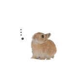 うさぎのてとまる。3（個別スタンプ：18）