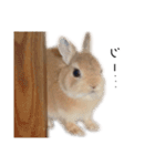 うさぎのてとまる。3（個別スタンプ：22）