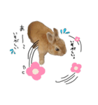 うさぎのてとまる。3（個別スタンプ：28）