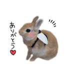 うさぎのてとまる。3（個別スタンプ：29）
