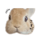 うさぎのてとまる。3（個別スタンプ：32）