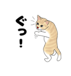 【ねこ語】楽しいトラねこスタンプ（個別スタンプ：4）