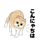 【ねこ語】楽しいトラねこスタンプ（個別スタンプ：16）