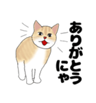 【ねこ語】楽しいトラねこスタンプ（個別スタンプ：22）