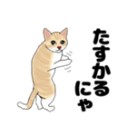 【ねこ語】楽しいトラねこスタンプ（個別スタンプ：23）