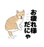 【ねこ語】楽しいトラねこスタンプ（個別スタンプ：30）