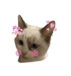 うちのニナポポ（個別スタンプ：1）
