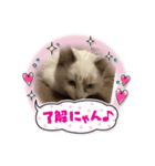 うちのニナポポ（個別スタンプ：3）