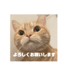 日常会話で使える 猫のロイくん（個別スタンプ：1）