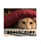日常会話で使える 猫のロイくん（個別スタンプ：2）