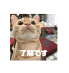 日常会話で使える 猫のロイくん（個別スタンプ：3）