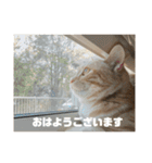 日常会話で使える 猫のロイくん（個別スタンプ：4）